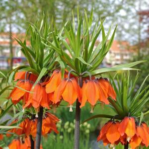 Рябчик императорский Рубра (Fritillaria imperialis Rubra Maxima), 1 шт (разбор 22/24) - картинка 5