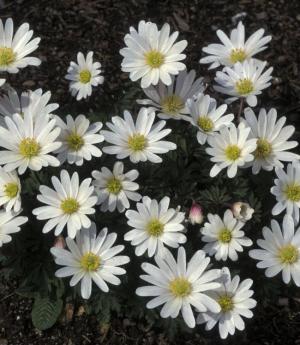 Анемона Бланда Уайт Сплендор (Anemone blanda White Splendour), 25 шт (разбор 5/6) - картинка 2