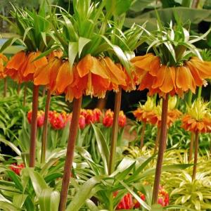 Рябчик императорский Аврора (Fritillaria imperialis Aurora), 1 шт (разбор 22/24) - картинка 5