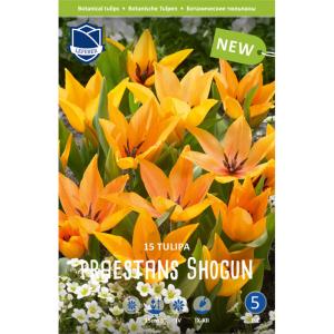 Тюльпан Престанс Шогун (Praestans Shogun), 15 шт (разбор 9/10) - картинка 7