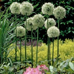 Аллиум Маунт Эверест (Allium Mount Everest), 1 шт (разбор 20/22) - картинка 5