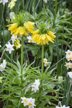 Рябчик императорский Лутеа (Fritillaria imperialis Lutea), 1 шт (разбор 22/24) - картинка 3