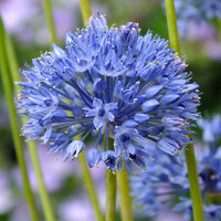 Аллиум Голубой (Allium caeruleum), 25 шт (разбор 5/6)