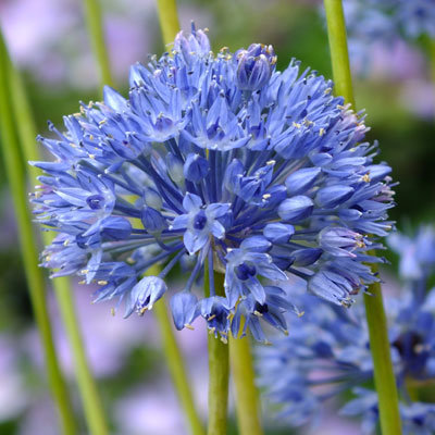 Аллиум Голубой (Allium caeruleum), 25 шт (разбор 5/6)