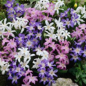 Хиондокса смесь (Chionodoxa Mixed), 25 шт (разбор 5/6) - картинка 1