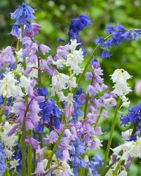 Гиацинтоидес испанский смесь (Hyacinthoides hispanica Mixed = Scilla Campanulata), 15 шт (разбор 7/8) - картинка 2