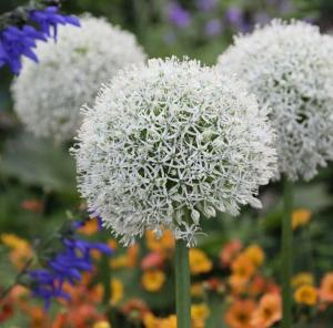 Аллиум Маунт Эверест (Allium Mount Everest), 1 шт (разбор 20/22) - картинка 3