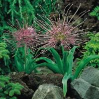 Аллиум Шуберта (Allium schubertii), 5 шт (разбор 12/14)