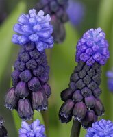 Мускари Латифолиум (Muscari latifolium), 20 шт (разбор 7/8)