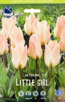 Тюльпан Литтл Гел (Little Girl), 10 шт (разбор 11/12) - картинка 3