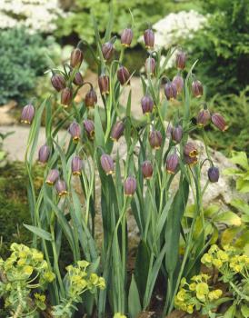 Рябчик Ува вульпис (Fritillaria uva-vulpis), 15 шт (разбор 8/9) - картинка 5