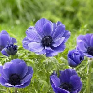 Анемона Де Каен Мистер Фоккер (Anemone de Caen Mr. Fokker), 20 шт (разбор 5/6) - картинка 3