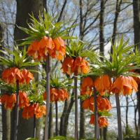 Рябчик императорский Аврора (Fritillaria imperialis Aurora), 1 шт (разбор 22/24)
