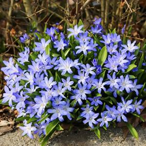 Хионодокса Люцилии (Chionodoxa luciliae), 25 шт (разбор 5/6) - картинка 2