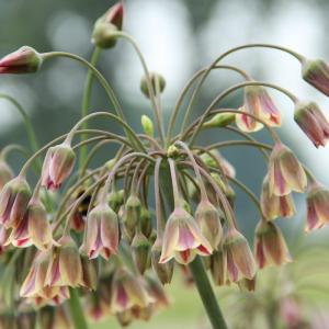 Аллиум Болгарский (Nectaroscordum siculum), 5 шт (разбор 10/11) - картинка 5