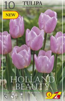 Тюльпан Холланд Бьюти (Holland Beauty), 10 шт (разбор 12/14) - картинка 5