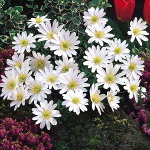 Анемона Бланда Уайт Сплендор (Anemone blanda White Splendour), 25 шт (разбор 5/6) - картинка 1