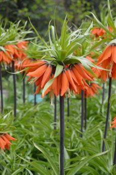 Рябчик императорский Рубра (Fritillaria imperialis Rubra Maxima), 1 шт (разбор 22/24) - картинка 4
