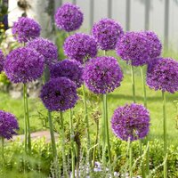 Аллиум Пепл Сенсейшн (Allium Purple Sensation), 3 шт (разбор 12/14)