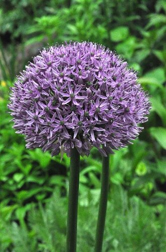 Аллиум Гладиатор (Allium Gladiator), 1 шт (разбор 20/22)
