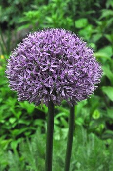 Аллиум Гладиатор (Allium Gladiator), 1 шт (разбор 20/22) - картинка 6