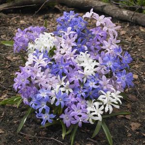 Хиондокса смесь (Chionodoxa Mixed), 25 шт (разбор 5/6) - картинка 2