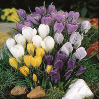 Крокус крупноцветковый смесь (Crocus vernus Mixed), 5 шт (разбор 8/9)