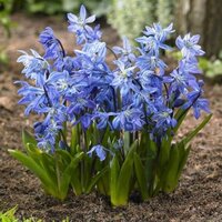 Сцилла Сибирская (Scilla siberica), 20 шт (разбор 7/8)