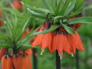 Рябчик императорский Рубра (Fritillaria imperialis Rubra Maxima), 1 шт (разбор 22/24) - картинка 6