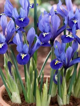 Ирис ретикулата Хармони (Iris reticulata Harmony), 20 шт (разбор 6/7) - картинка 3