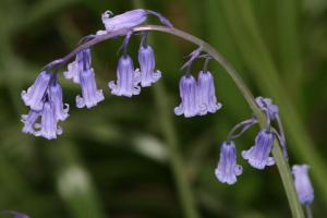 Гиацинтоидес Нон-скрипта (Hyacinthoides non-scripta), 15 шт (разбор 7/8) - картинка 3