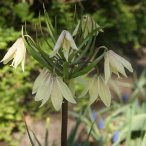 Рябчик Радде (Раддеана) (Fritillaria raddeana), 1 шт (разбор 18/20) - картинка 1