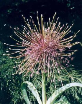 Аллиум Шуберта (Allium schubertii), 5 шт (разбор 12/14) - картинка 3