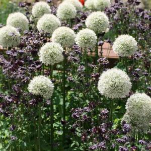 Аллиум Маунт Эверест (Allium Mount Everest), 1 шт (разбор 20/22) - картинка 1