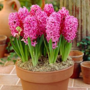 Гиацинт Пинк Перл (Pink Pearl), 3 шт (горшечный, разбор 18/19!) - картинка 1