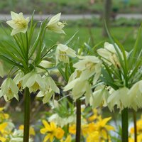 Рябчик Радде (Раддеана) (Fritillaria raddeana), 1 шт (разбор 18/20)