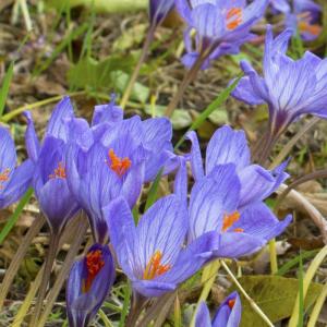 Крокус Специосус Конкерор (Crocus speciosus Conqueror), 20 шт (разбор 5/7) - картинка 5