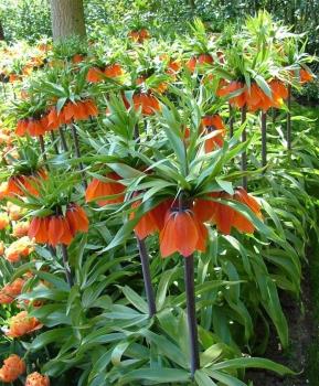 Рябчик императорский Рубра (Fritillaria imperialis Rubra Maxima), 1 шт (разбор 22/24) - картинка 3