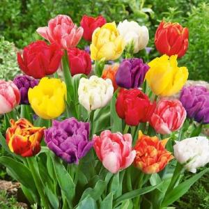 Тюльпан махровый смесь (Tulips double mixed), 5 шт (разбор 11/12) - картинка 1