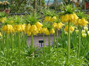 Рябчик императорский Лутеа (Fritillaria imperialis Lutea), 1 шт (разбор 22/24) - картинка 4