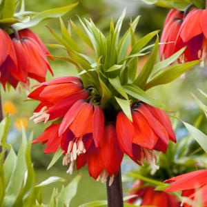 Рябчик императорский Рубра (Fritillaria imperialis Rubra Maxima), 1 шт (разбор 22/24) - картинка 1