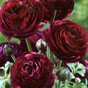 Ранункулюс Авив Руж (Ranunculus Aviv Rouge), 15 шт (разбор 7/8) - картинка 2