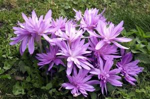 Колхикум Уотерлили (Colchicum Waterlily), 1 шт (разбор 14/16) - картинка 2