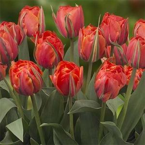 Тюльпан Куинсдей (Queensday), 10 шт (разбор 12/14) - картинка 3
