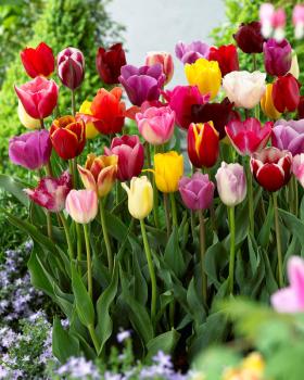 Тюльпан триумф смесь (Tulipa Triumph Mixed), 10 шт (разбор 11/12) - картинка 4