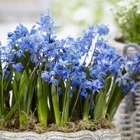 Сцилла Сибирская (Scilla siberica), 50 шт