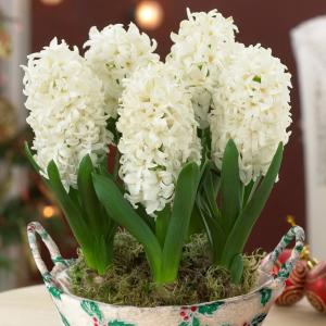 Гиацинт Уайт Перл (White Pearl), 3 шт (горшечный, разбор 18/19!) - картинка 2