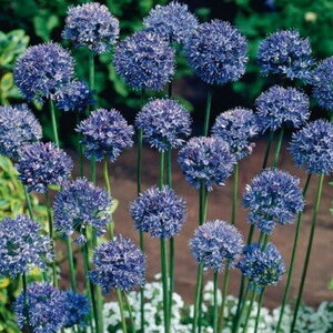 Аллиум Голубой (Allium caeruleum), 25 шт (разбор 5/6) - картинка 1