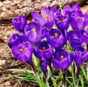 Крокус Флауер Рекорд (Flower Record), 10 шт (разбор 9/10) - картинка 1