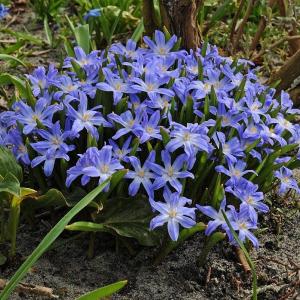 Хионодокса Люцилии (Chionodoxa luciliae), 25 шт (разбор 5/6) - картинка 1